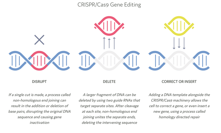 Diagram of CRISPR Process