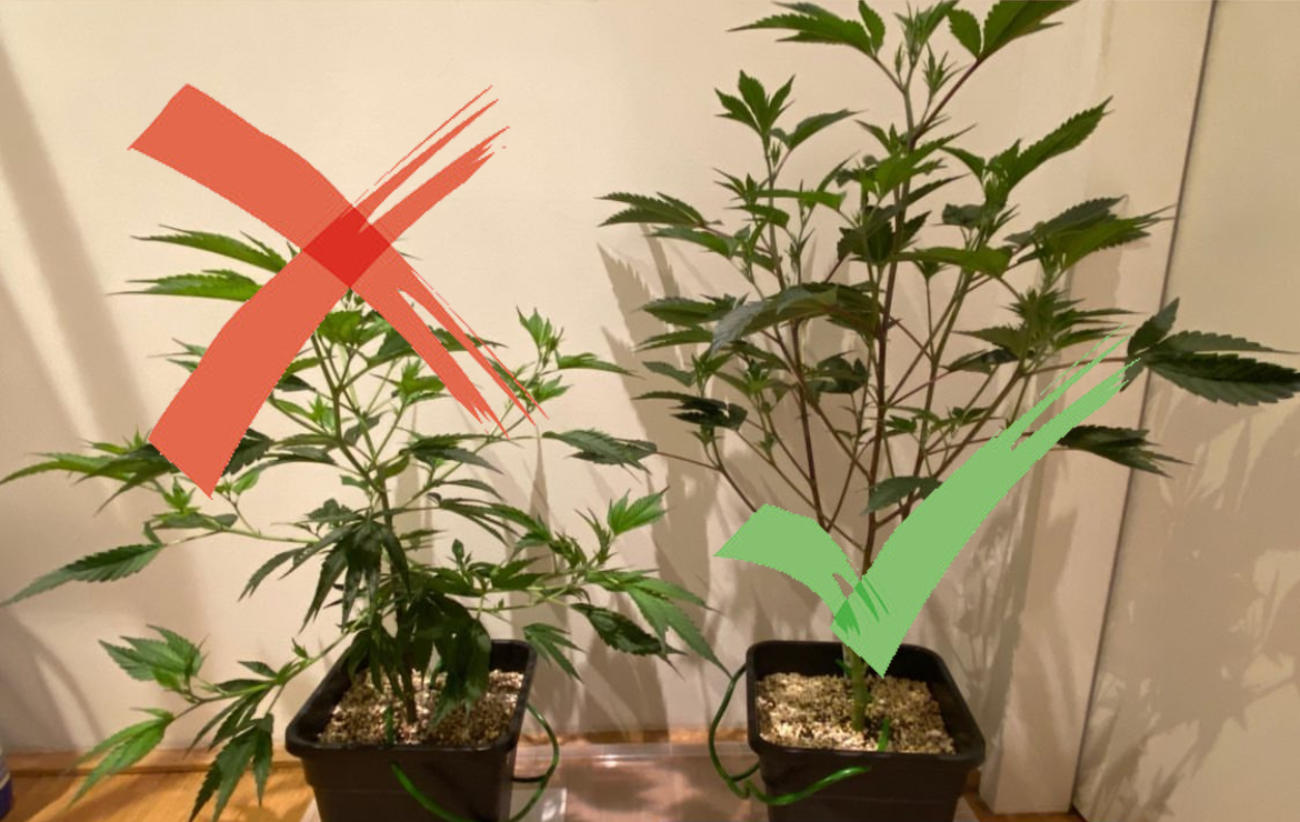 Hop Latent Virus Cannabis Plant (left) vs Healthy Plant (right)